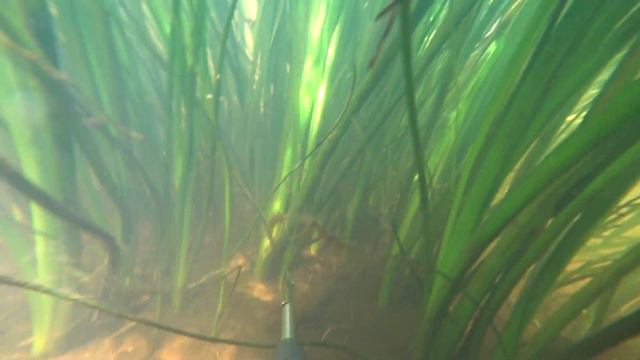 Подводная охота. Первый раз в гидрокостюме. смотреть онлайн