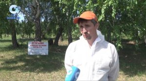 Борьба с непарным шелкопрядом