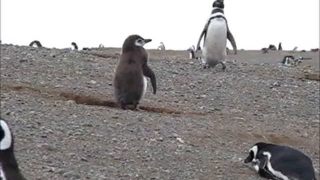 Los Pingüinos Natural Monument- Магелланов пингвин смотреть онлайн