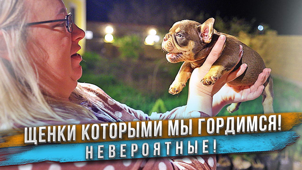 Питомник Собак