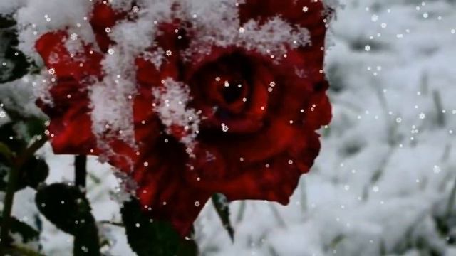 Пой моя гитара-романс- поёт Александр Ломтев смотреть онлайн