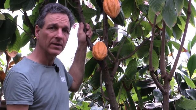 Growing Cocoa In Containers