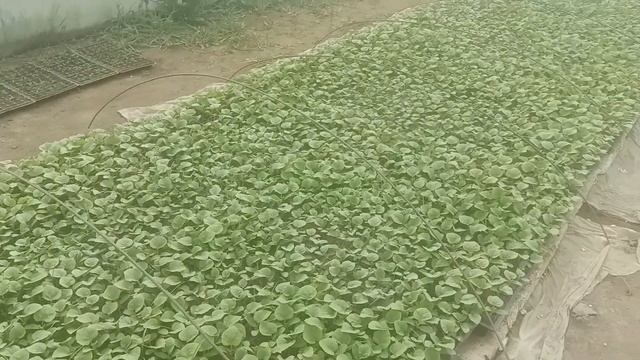 Обзор рассады дынь #колхозница #рассададынь #бакинка смотреть онлайн