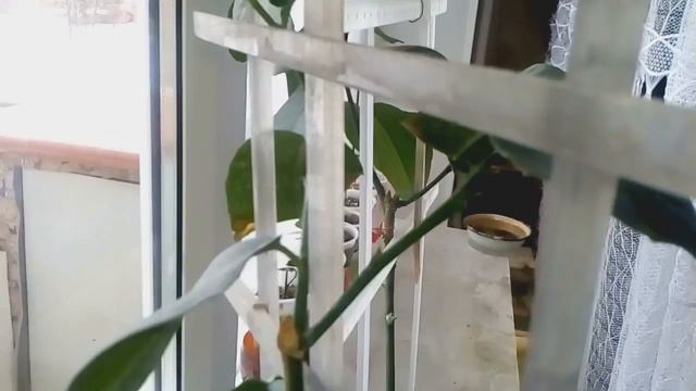 ПРИМЕНЕНИЕ ЦИТОКИНИНОВОЙ ПАСТЫ НА ЛИМОНЕ...