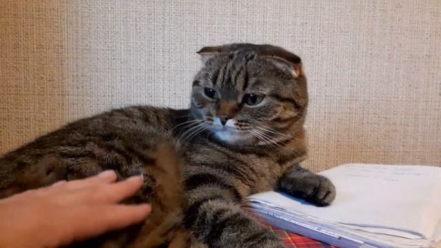 Котики мои,такие разные смотреть онлайн