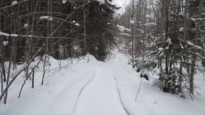 Проверка петель и капканов на волка. 2023.