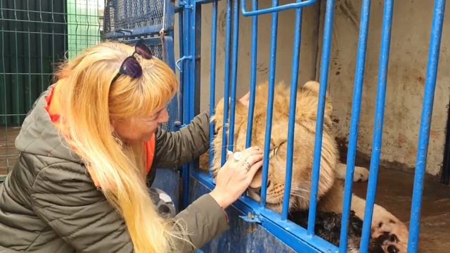 Видео Пророчество , #левСимба смотреть онлайн