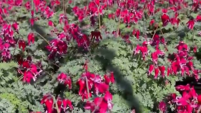 Dicentra 'Burning Hearts' PPAF смотреть онлайн