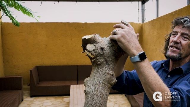 Desert Food Forest Chop-and-Drop смотреть онлайн