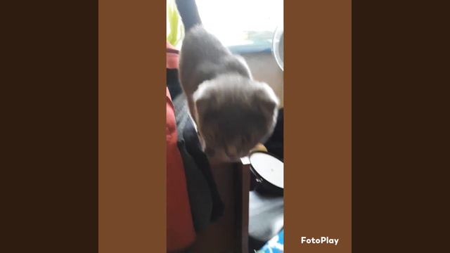 Шотландская вислоухая кошка (4 месяца). 1кг.600гр. смотреть онлайн