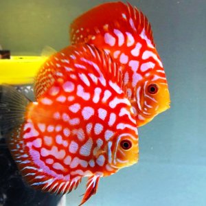 К.Сен-Санс. Карнавал животных.7.