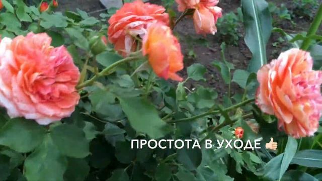 Штамбовая роза летом. Особенности цветения. смотреть онлайн
