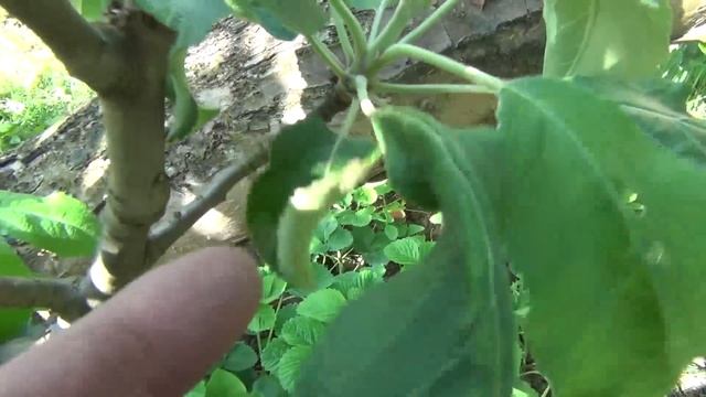 Жёваные листья в дырочку. Хлорозы. Это антракноз или кто? смотреть онлайн