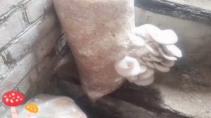 Выращивание вешенки в погребе. Выращивание вешенки на соломе. Выращивание грибов в домашних условия