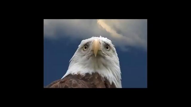 Самые грустные животные смотреть онлайн