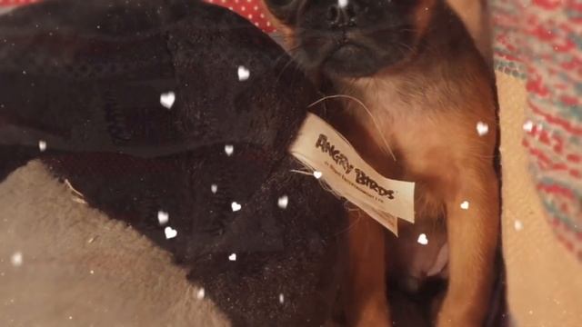 Мой любимый брабансон смотреть онлайн