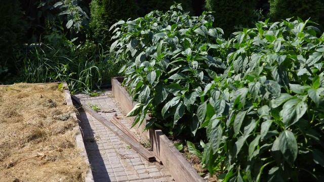 Перец, подвязывать или нет, экспериментальная уплотненная посадка перца цицак смотреть онлайн