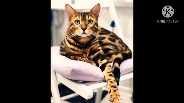 ПЕРВОЕ ВИДЕО НА ЮТУБ ВЛОГ БЕНГАЛЬСКАЯ КОШКА / КОШКА КИРА смотреть онлайн