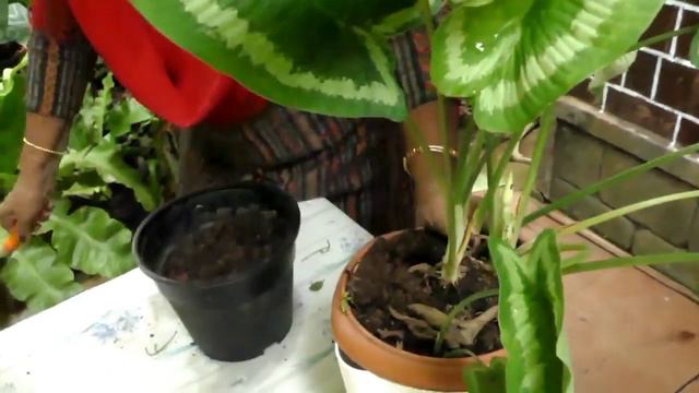 Schismatoglottis Wallichii Plant Care & Propogation