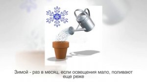 ГАСТЕРИЯ – неприхотливый суккулент. Уход и разведение в домашних условиях