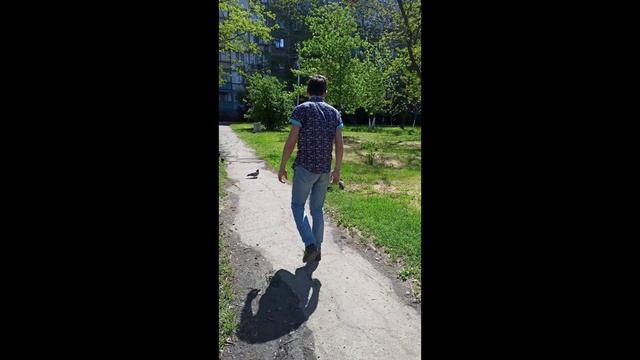 как дрочить голубей (Tauben News Ep 0)