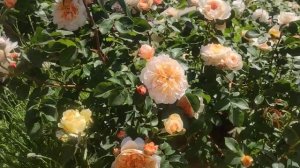 Цветение роз 2021 ?Роза Порт Санлайт/PortSunlight