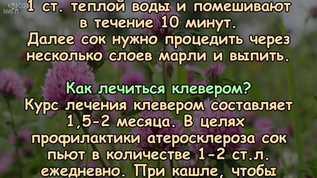 Как КЛЕВЕР влияет на ОРГАНИЗМ ЧЕЛОВЕКА смотреть онлайн