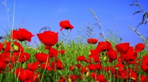 Полевые цветы.