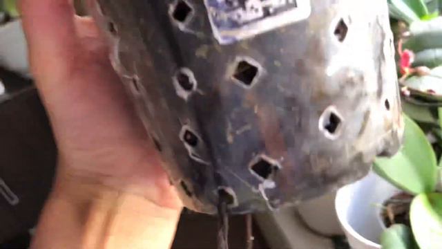 Идеальная посадка для орхидей смотреть онлайн