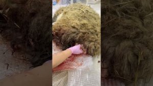 Ветеринария. Акушерство. Лечение выворота матки у овцы. Вправление влагалища овцы.