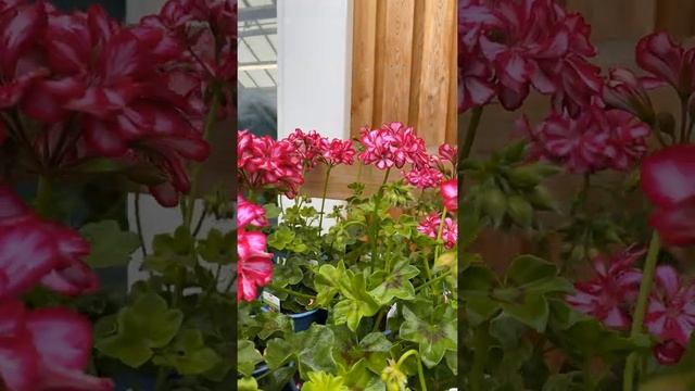 #shorts Плющелистные Пеларгонии Royal CandyChoc ? Расписная красота!? смотреть онлайн