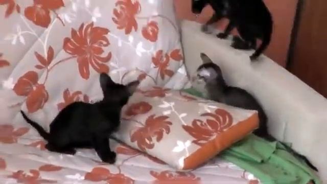 Кручу-верчу, запутать хочу! Catavatar.ru смотреть онлайн