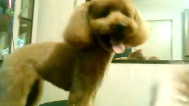 Пудель карликовый. Морда выполнена в корейском стиле смотреть онлайн