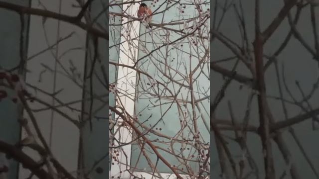 Снегери смотреть онлайн