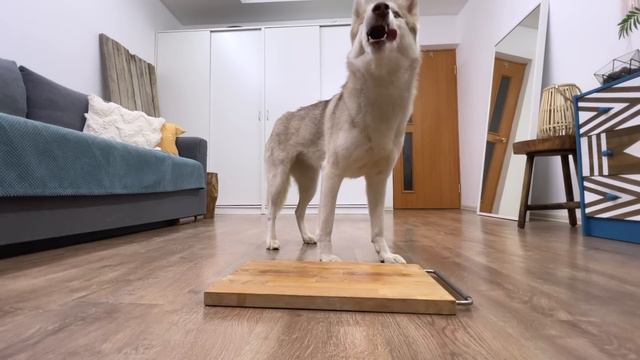 Raw Or Сooked? What Kind of Fish Will My Dogs And Cats choose? смотреть онлайн