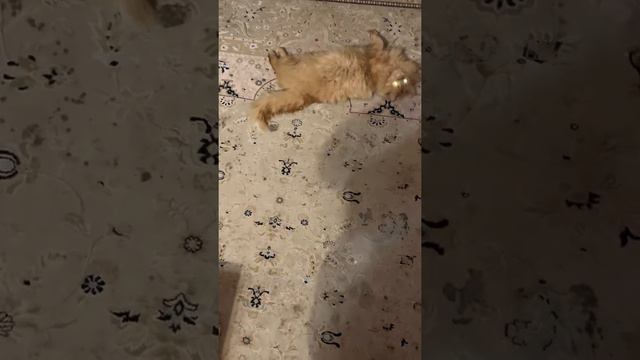 ДРЕСИРОВКА КОТА… смотреть онлайн