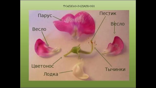 Лекция_Семейство Бобовые второй вариант смотреть онлайн