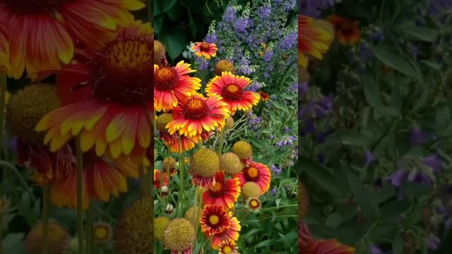 Огненно-красный цветок. Гайлардия.#shorts смотреть онлайн