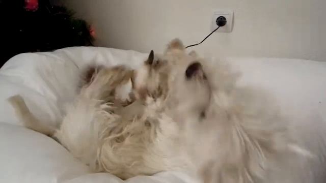 собака и кошка обнимаются смотреть онлайн