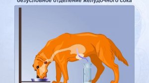 Регуляция пищеварения. Биология для школьника