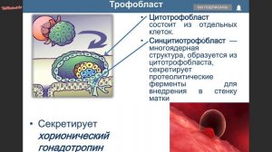 Имплантация и гаструляция / ЭМБРИОЛОГИЯ / Гистология #Эмбриология #Гистология