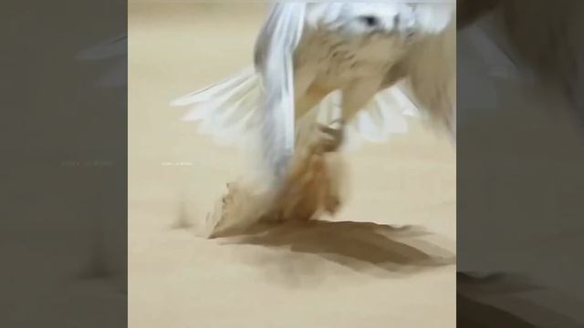 Косатки. Киты. Птицы. Beautiful Birds смотреть онлайн