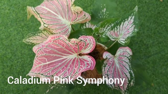 Caladium Pink Symphony