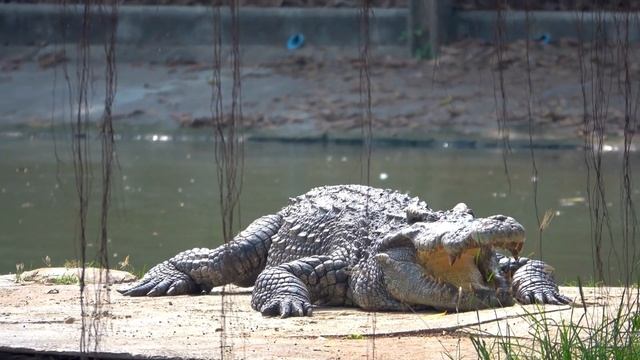 Hippo vs Crocodile: Battle of the River Titans смотреть онлайн