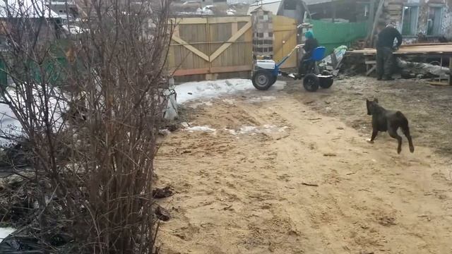 Мотоблок НЕВА МБ 2С 7,5 на колесах от москвича. смотреть онлайн