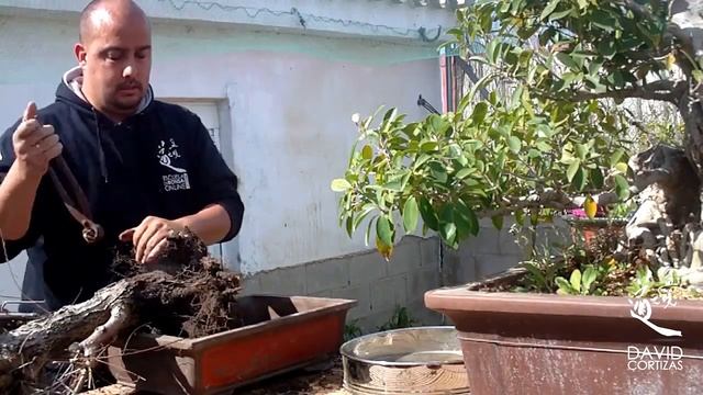 Plantado de ulmus minor смотреть онлайн