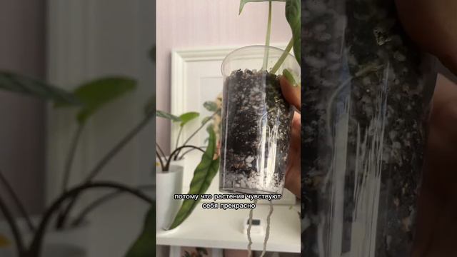 Фитильный полив 🌿 #комнатныерастения #plants #scindapsus #сциндапсус #джунгливквартире #alocasia смотреть онлайн