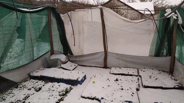 Как хранить кассетную рассаду до весны?7 декабря 2022 г. смотреть онлайн