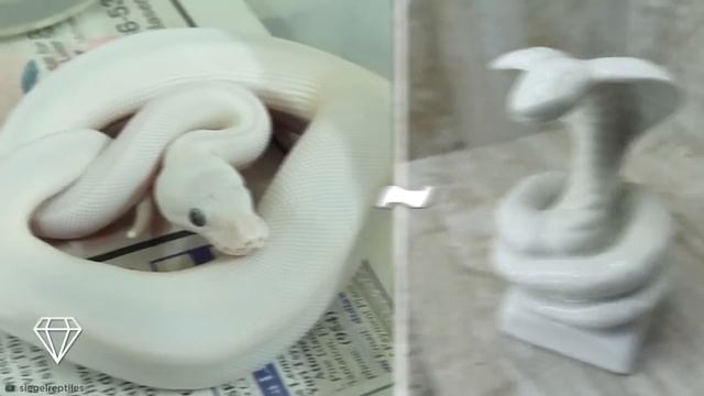Самые Красивые Белые Животные смотреть онлайн