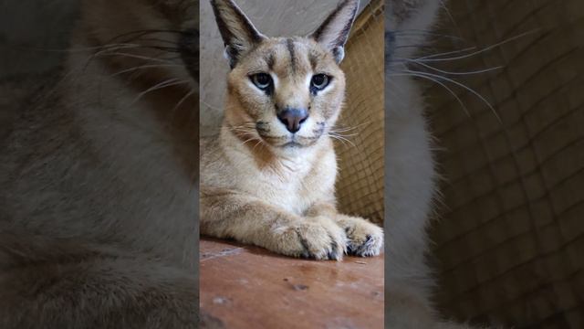 Большой Каракал Туз ♥️ за секунду до.... #caracal #каракал #cat #cute #caracat смотреть онлайн